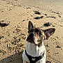 Snopy participe au concours pour gagner de l'argent avec cette photo : dog, beach, sand, seaweed, harness, animal, pet, outdoor, paw_prints, curious, brindle, ears, canine, nature, daylight, closeup, muzzle, leash, walking, playful