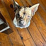 dog, brindle, pet, wooden_floor, indoor, animal, canine, ears, fur, looking_up, face, brown, white, floorboards, sunlight, domestic, household, companion, curious, portrait