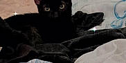 Ozzy is registered to the contest to win money with this photo: black_cat, bed, blanket, indoor, furniture, cozy, patterned_blanket, resting, animal, pet, relaxing, sparkle_effect, soft_lighting, fabric, home, quiet, cute, domestic, comfort, sleepy