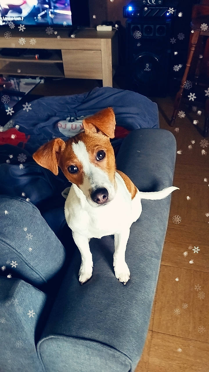 Loly a rejoint le concours — aidez-le/la à gagner de superbes lots ! canidae, carnivore, chair, collar, companion_dog, dog, dog_breed, dog_collar, dog_supply, fawn, flooring, non_sporting_group, paw, pet_supply, snout, sporting_group, tail, terrier, whiskers, working_animal