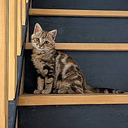 Savannah participe au concours pour gagner de l'argent avec cette photo : kitten, cat, tabby, stairs, wooden_stairs, pet, animal, cute, feline, young_cat, indoor, curious, sitting, striped_fur, whiskers, ears, tail, portrait, small, fur