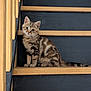 kitten, cat, tabby, stairs, wooden_stairs, pet, animal, cute, feline, young_cat, indoor, curious, sitting, striped_fur, whiskers, ears, tail, portrait, small, fur