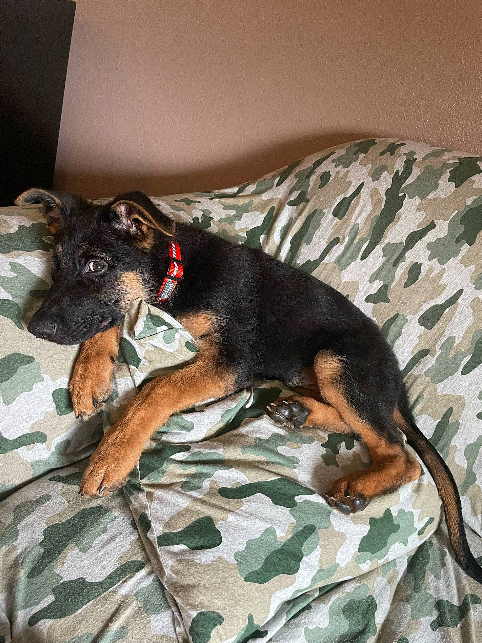 Koda is registered to the contest to win money with this photo: bed, canidae, carnivore, comfort, companion_dog, couch, dobermann, dog, dog_breed, dog_supply, fawn, guard_dog, linens, snout, sporting_group, terrestrial_animal, toy_dog, whiskers, working_animal, working_dog