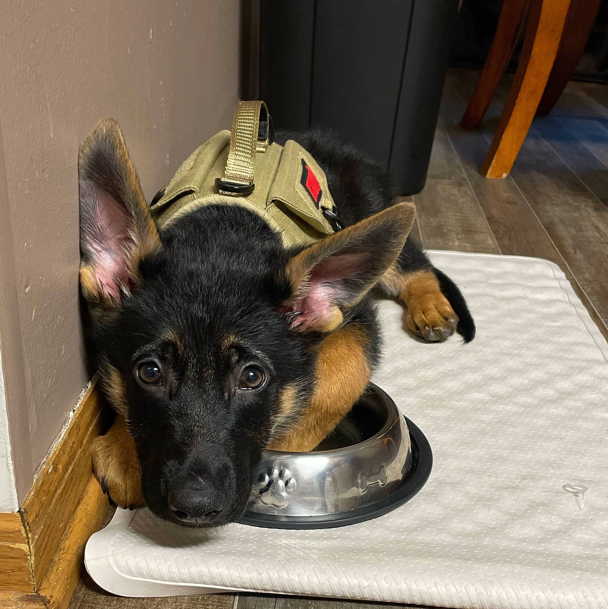 Koda is registered to the contest to win money with this photo: canidae, carnivore, chair, companion_dog, dog, dog_breed, dog_supply, east_european_shepherd, fawn, flooring, fur, german_shepherd_dog, guard_dog, king_shepherd, old_german_shepherd_dog, pet_supply, snout, sporting_group, toy_dog, working_animal