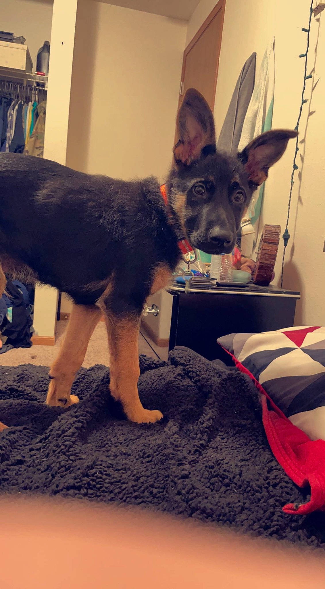 Koda joined the competition — help win amazing prizes! canidae, carmine, carnivore, comfort, companion_dog, dog, dog_breed, dog_supply, east_european_shepherd, fawn, flooring, fur, herding_dog, paw, snout, sporting_group, tail, whiskers, working_animal, working_dog