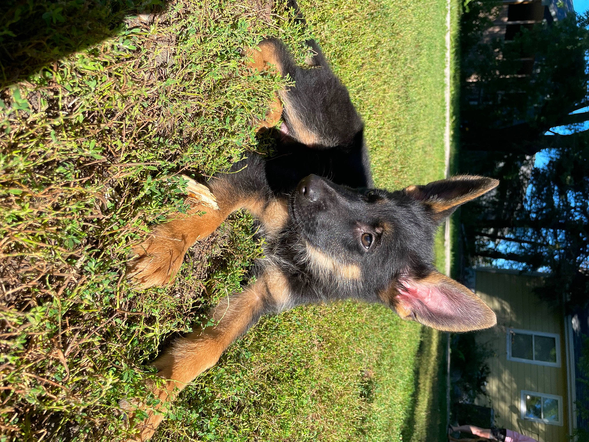 Koda is registered to the contest to win money with this photo: canidae, dog_breed, domestic_pig, fur, grass, groundcover, livestock, natural_material, plant, snout, sporting_group, suidae, terrestrial_animal, tree, wildlife, window, working_animal