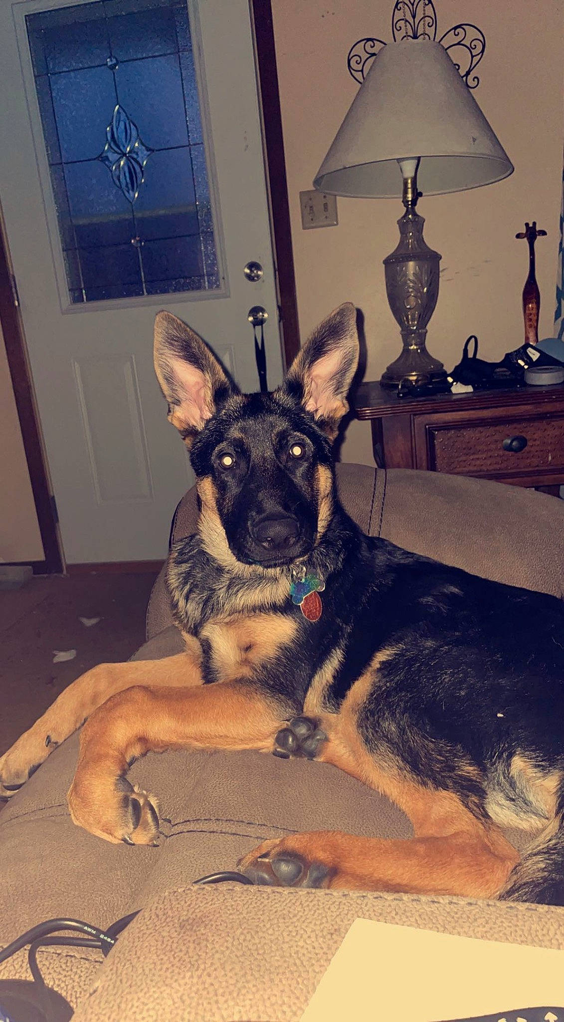 Koda is registered to the contest to win money with this photo: canidae, carnivore, companion_dog, dog, dog_breed, door, ear, fawn, fur, german_shepherd_dog, herding_dog, lamp, lampshade, old_german_shepherd_dog, room, snout, sporting_group, whiskers, window, working_animal