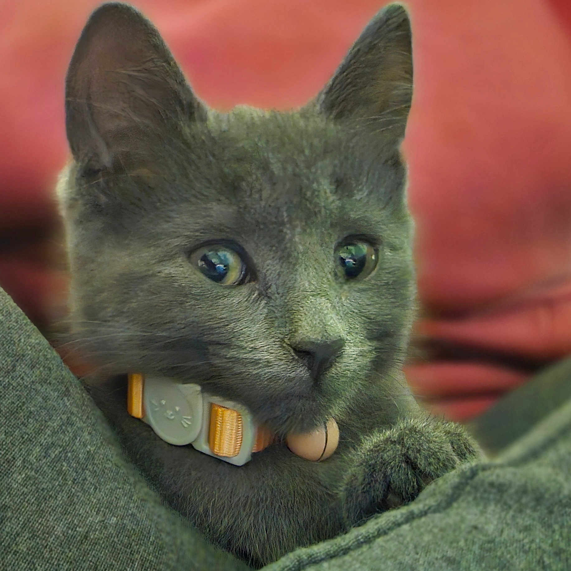 Dexi is registered to the contest to win money with this photo: animal, cat, close_up, collar, cozy, cute, domestic_cat, ears, fur, furry, gray_cat, indoor, kitten, paw, pet, portrait, resting, soft, whiskers, young_cat