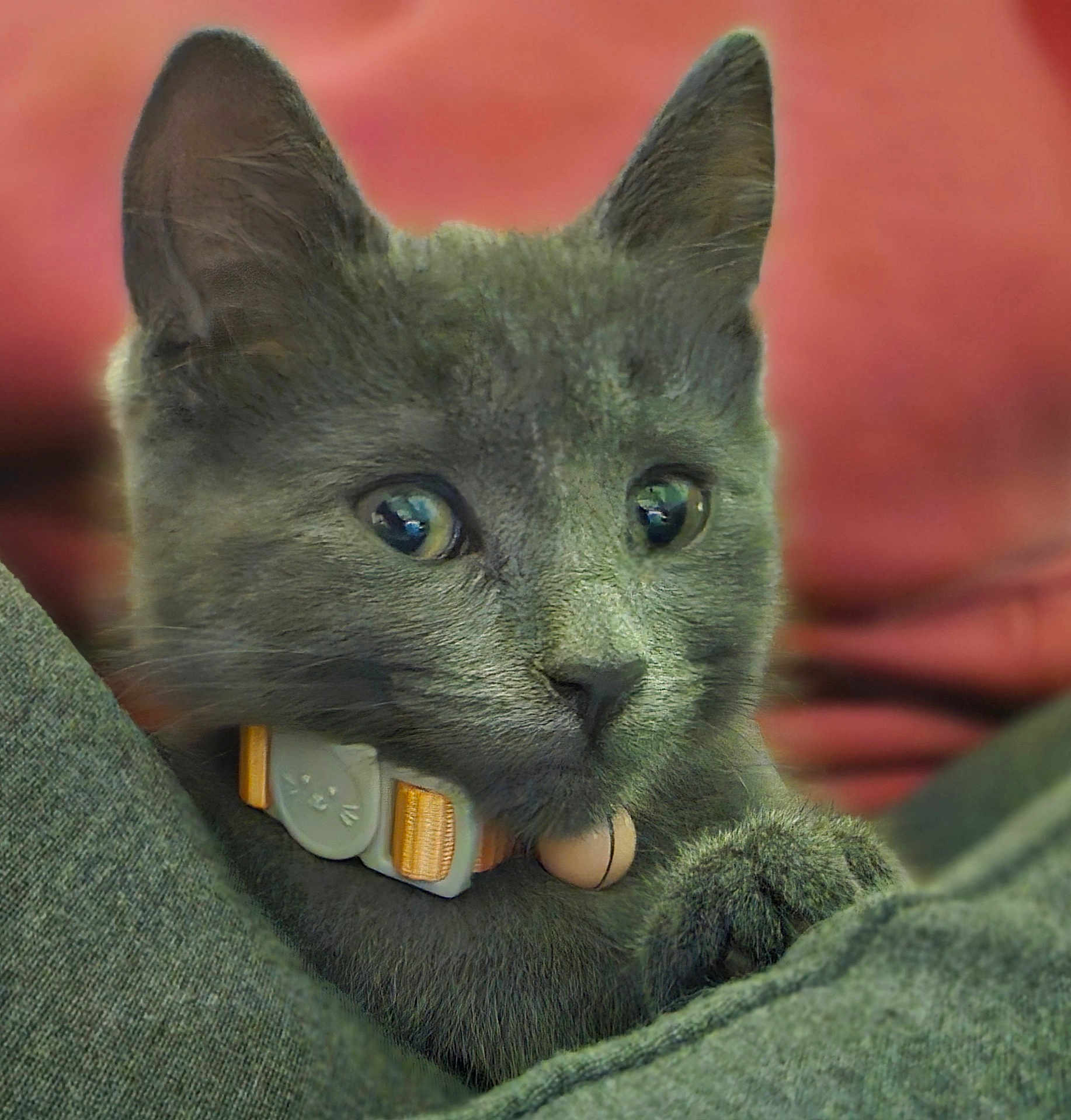 Dexi is registered to the contest to win money with this photo: cat, kitten, gray_cat, collar, pet, close_up, furry, cute, whiskers, ears, paw, animal, domestic_cat, indoor, resting, soft, young_cat, fur, portrait, cozy