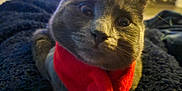 Dexi is registered to the contest to win money with this photo: cat, gray_cat, pet, indoor, blanket, santa_hat, scarf, feline, cozy, closeup, cute, holiday, festive, animal, whiskers, ears, relaxed, domestic_cat, home, soft