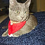 Dexi is registered to the contest to win money with this photo: cat, gray_cat, bandana, red_bandana, pet, feline, animal, domestic_cat, fluffy_blanket, blue_blanket, indoor, closeup, portrait, whiskers, ears, relaxed, resting, fur, cute, companion