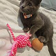 Dexi joined the competition — help win amazing prizes! kitten, gray_cat, pet, toy, feathers, ball, collar, bed, feline, whiskers, cute, playful, indoor, animal, young_cat, fur, paw, resting, curious, soft