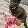 kitten, gray_cat, pet, toy, feathers, ball, collar, bed, feline, whiskers, cute, playful, indoor, animal, young_cat, fur, paw, resting, curious, soft