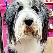 Paddy participe au concours pour gagner de l'argent avec cette photo : dog, black_and_white, fluffy, reindeer_antenna, pet_accessory, indoors, purple_mat, pink_wall, colorful_painting, animal, fur, cute, holiday, festive, portrait, animal_portrait, pet, domestic_animal, groomed, sitting