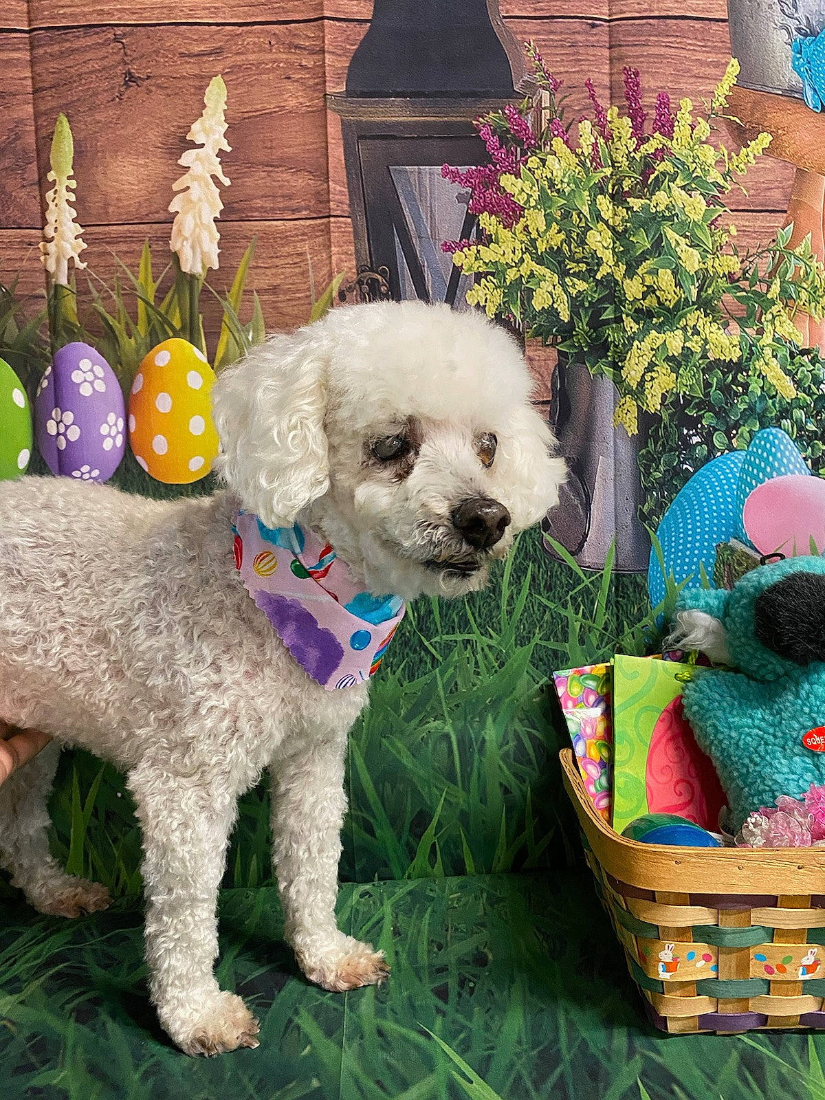 Lacy is registered to the contest to win money with this photo: art, basket, blue, carnivore, companion_dog, dog, dog_breed, dog_collar, dog_supply, door, flower, grass, picnic_basket, plant, poodle, sporting_group, storage_basket, toy_dog, water_dog, window