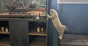 Aloha participe au concours pour gagner de l'argent avec cette photo : cat, fish_tank, pirate_ship_decoration, wooden_box, window, blue_wall, floor_tiles, indoor, curious_cat, pet, aquarium, cabinet, home_interior, light, animal, furniture, standing_cat, kitten, decor, glass