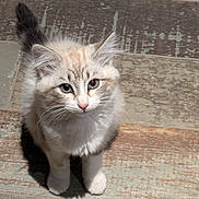 Aloha a rejoint le concours — aidez-le/la à gagner de superbes lots ! kitten, cat, pet, animal, fur, cute, whiskers, floor, wooden_floor, indoor, small, curious, young, mammal, feline, domestic_animal, looking_up, standing, adorable, fluffy