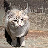 kitten, cat, pet, animal, fur, cute, whiskers, floor, wooden_floor, indoor, small, curious, young, mammal, feline, domestic_animal, looking_up, standing, adorable, fluffy