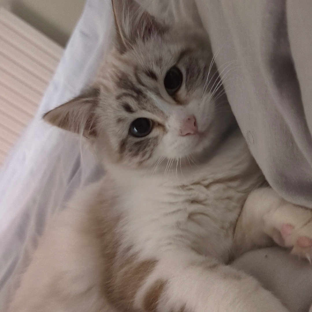 Aloha participe au concours pour gagner de l'argent avec cette photo : cat, fluffy, bed, bedding, indoor, cute, pet, relaxed, fur, whiskers, animal, cozy, resting, comfort, cute_pet, closeup, sleepy, domestic_cat, paws, curious