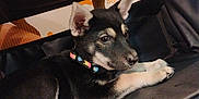 Vergil joined the competition — help win amazing prizes! puppy, dog, black_and_tan, collar, pet_carrier, animal, young_dog, ears, looking_away, indoor, hand, resting, cute, pet, canine, fur, small_dog, background_text, mesh, animal_shelter