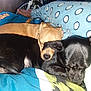 Coffee joined the competition — help win amazing prizes! animal, bed, bedroom, blanket, canine, chihuahua, couch, cushion, dog, furniture, homedecor, hound, indoors, machine, person, pet, puppy, room, sleeping, wheel
