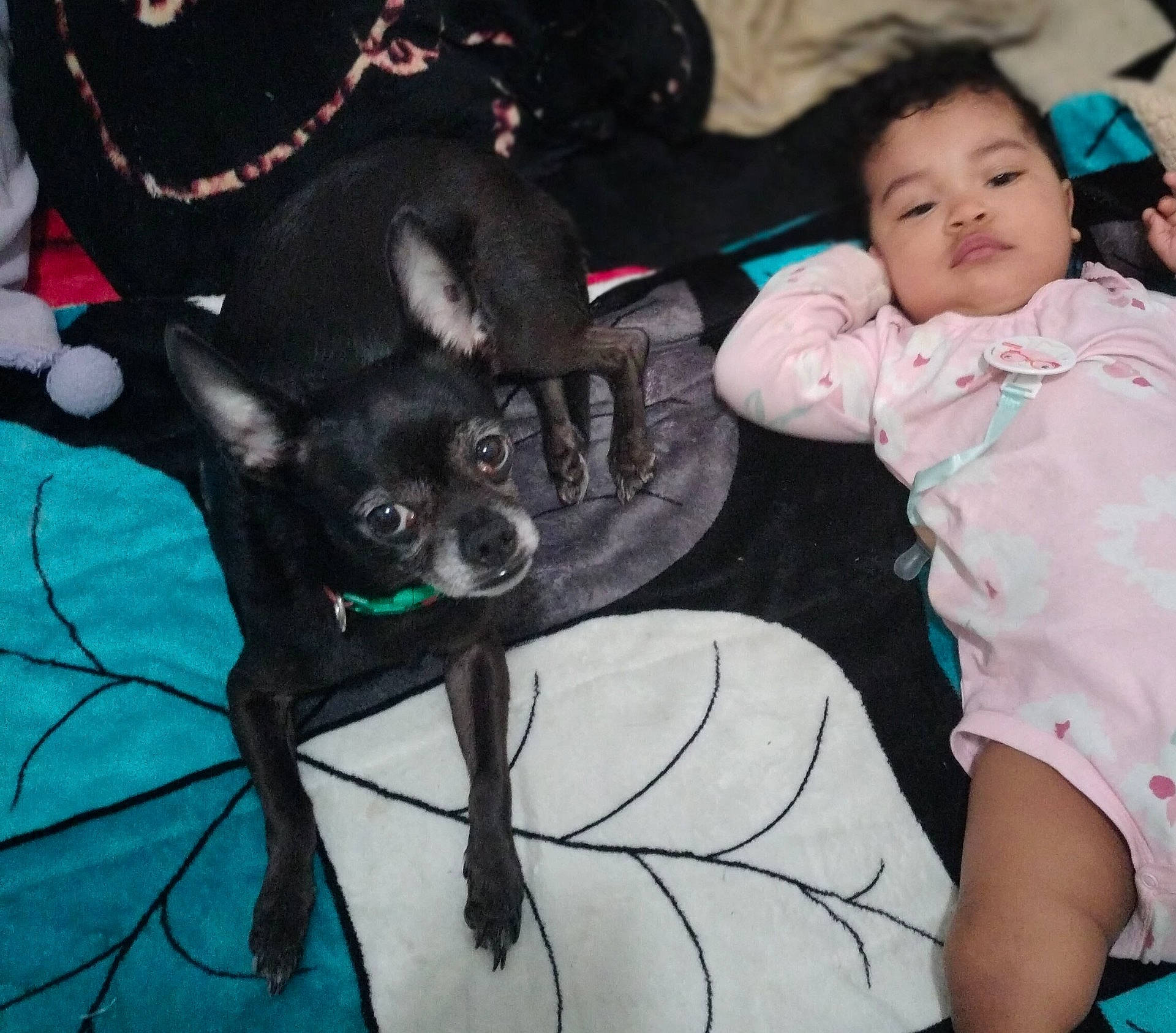 Coffee joined the competition — help win amazing prizes! animal, baby, bed, bedroom, bulldog, canine, chihuahua, couch, cushion, dog, face, furniture, head, homedecor, indoors, person, pet, photography, portrait, puppy