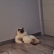 Edgard a rejoint le concours — aidez-le/la à gagner de superbes lots ! animal, calm, cat, companion, corner, cute, domestic, feline, floor, fluffy, fur, indoor, lazy, mammal, pet, quiet, relaxed, resting, tile, wall