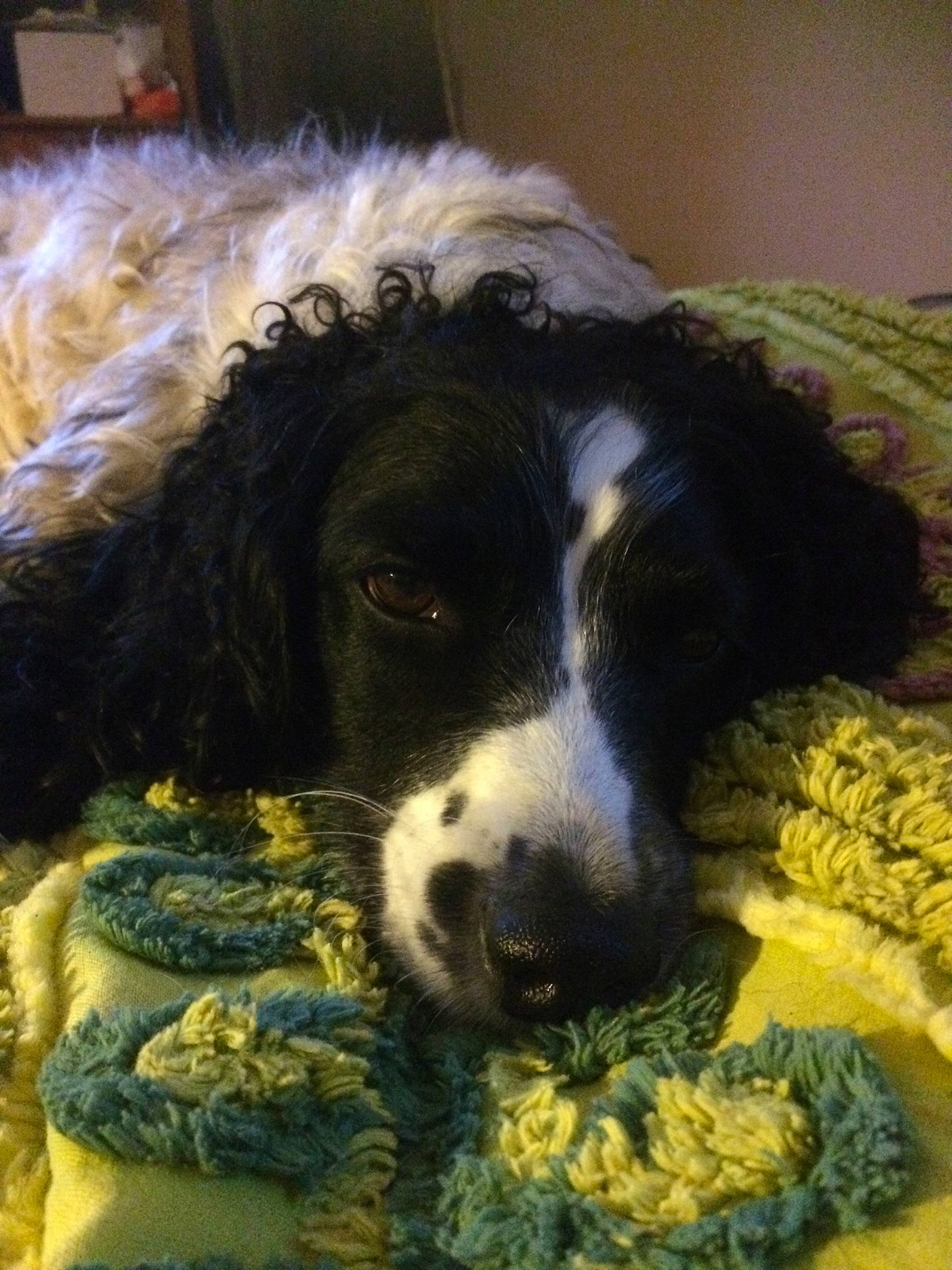 Bella is registered to the contest to win money with this photo: blue_picardy_spaniel, canidae, carnivore, companion_dog, dog, dog_breed, english_cocker_spaniel, english_springer_spaniel, french_spaniel, large_munsterlander, mammal, puppy, rare_breed_dog, russian_spaniel, snout, spaniel, sporting_group, stabyhoun, vertebrate, wetterhoun