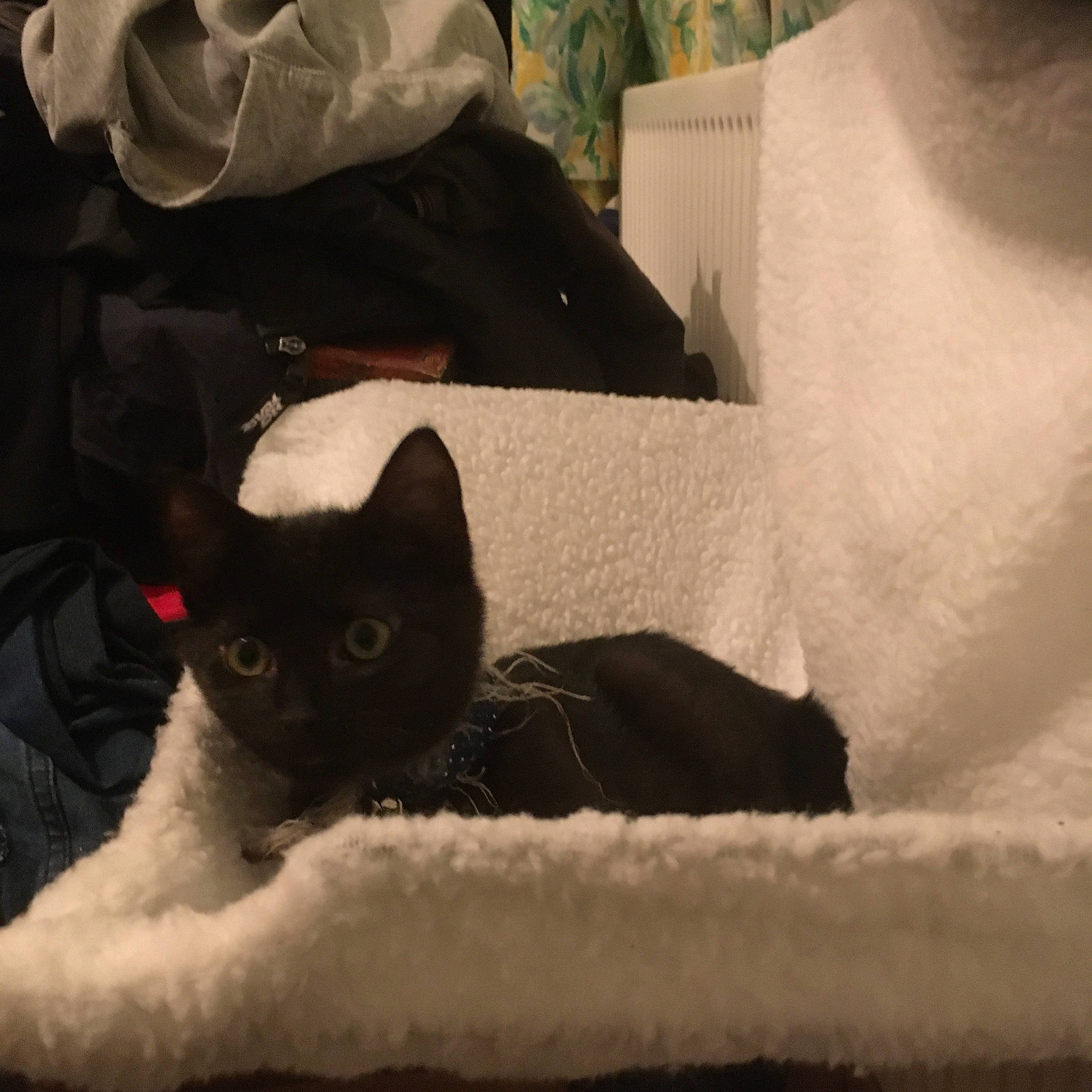 Kiwi is registered to the contest to win money with this photo: asian, bed, black_cat, carnivore, cat, comfort, ear, eye, felidae, fur, furniture, kitten, linens, small_to_medium_sized_cats, tail, whiskers