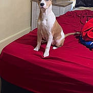 Athena joined the competition — help win amazing prizes! dog, bed, red_bedspread, wooden_floor, nightstand, bottle, curtains, indoor, pet, furniture, brown_and_white_dog, sitting, alert, room, household_items, floor, wall, blanket, domestic_animal, curious