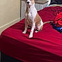 dog, bed, red_bedspread, wooden_floor, nightstand, bottle, curtains, indoor, pet, furniture, brown_and_white_dog, sitting, alert, room, household_items, floor, wall, blanket, domestic_animal, curious
