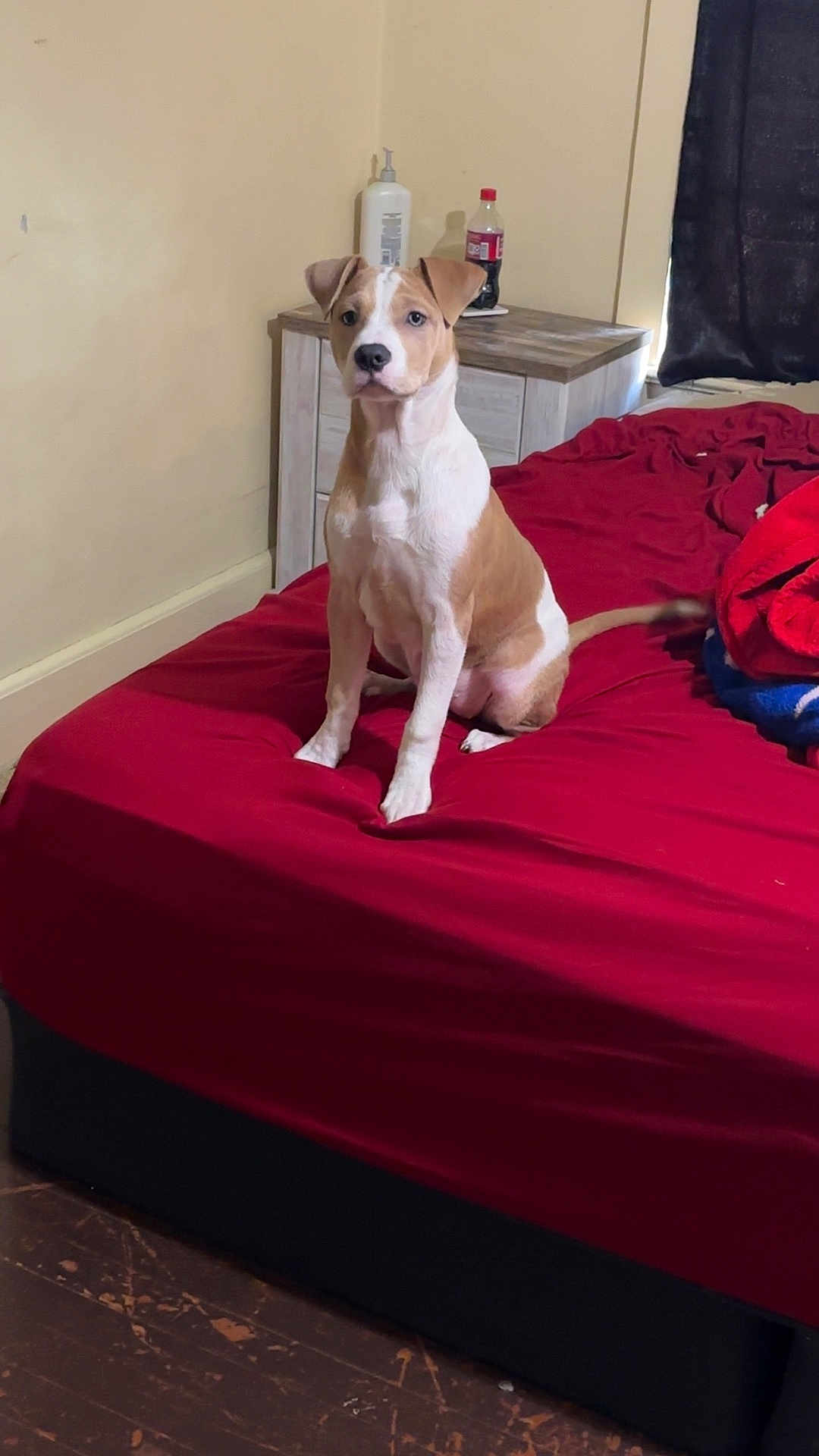 Athena joined the competition — help win amazing prizes! dog, bed, red_bedspread, wooden_floor, nightstand, bottle, curtains, indoor, pet, furniture, brown_and_white_dog, sitting, alert, room, household_items, floor, wall, blanket, domestic_animal, curious