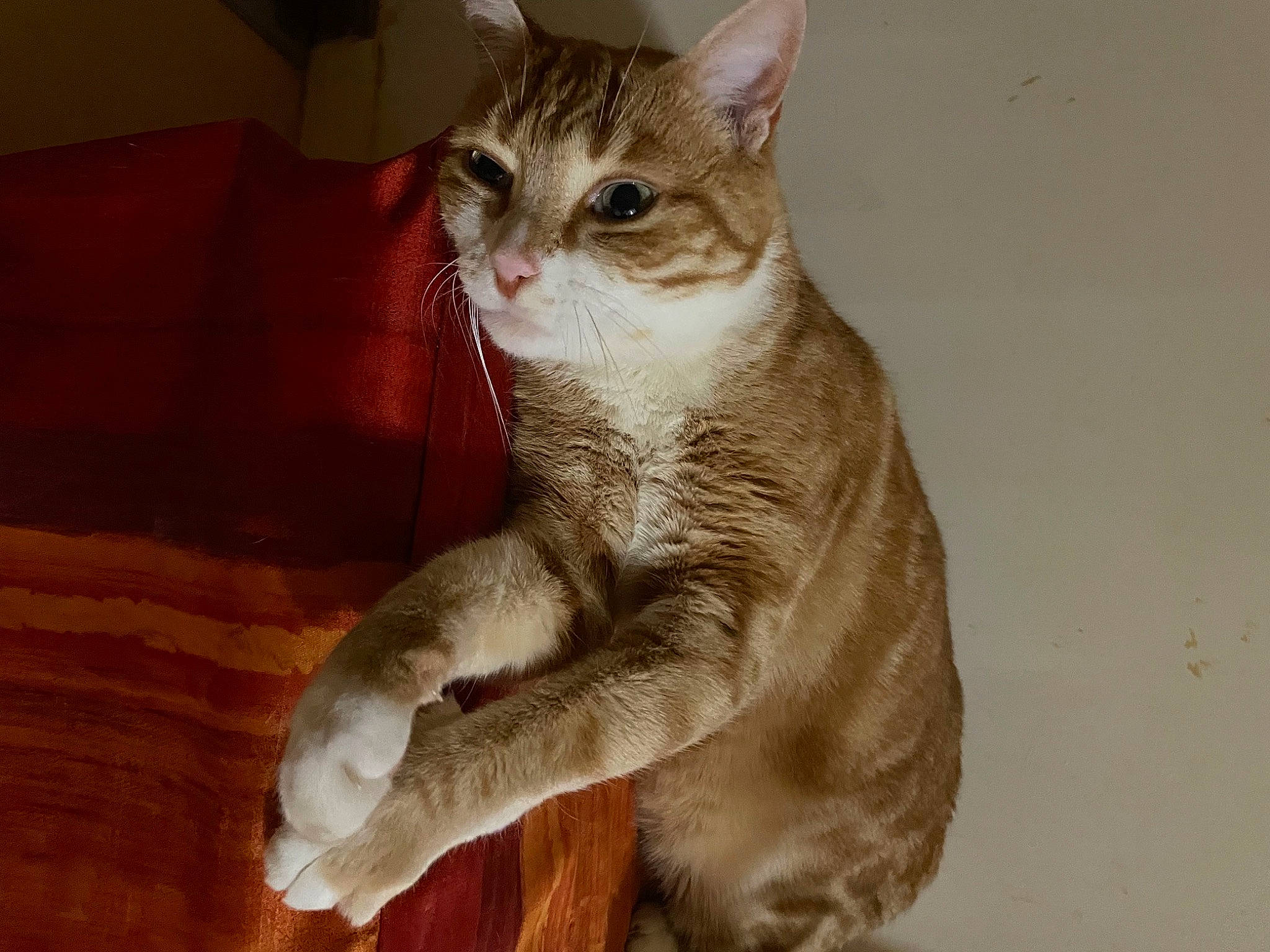 Tigrou a rejoint le concours — aidez-le/la à gagner de superbes lots ! carnivore, cat, claw, comfort, domestic_short_haired_cat, fawn, felidae, foot, fur, paw, sitting, small_to_medium_sized_cats, snout, tail, terrestrial_animal, toe, whiskers, window