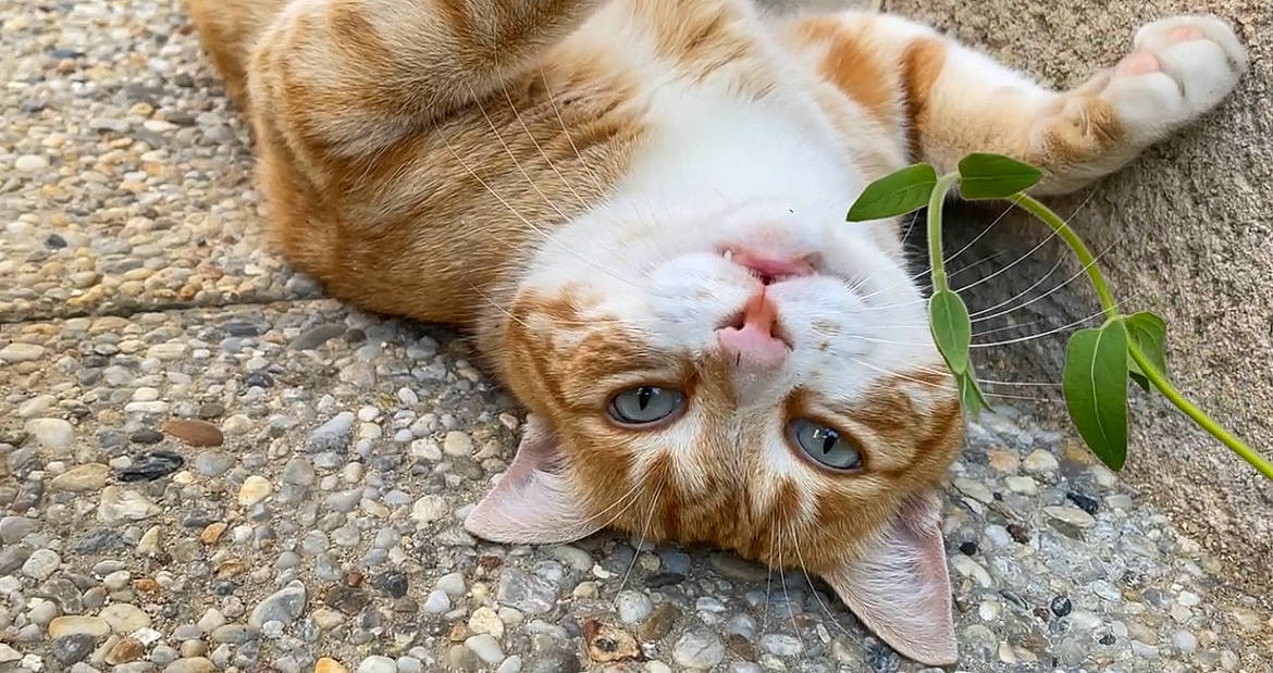 Tigrou participe au concours pour gagner de l'argent avec cette photo : carnivore, cat, claw, domestic_short_haired_cat, eye, fawn, felidae, fur, grass, organism, paw, plant, small_to_medium_sized_cats, snout, tail, terrestrial_animal, tree, whiskers, wildlife, wood