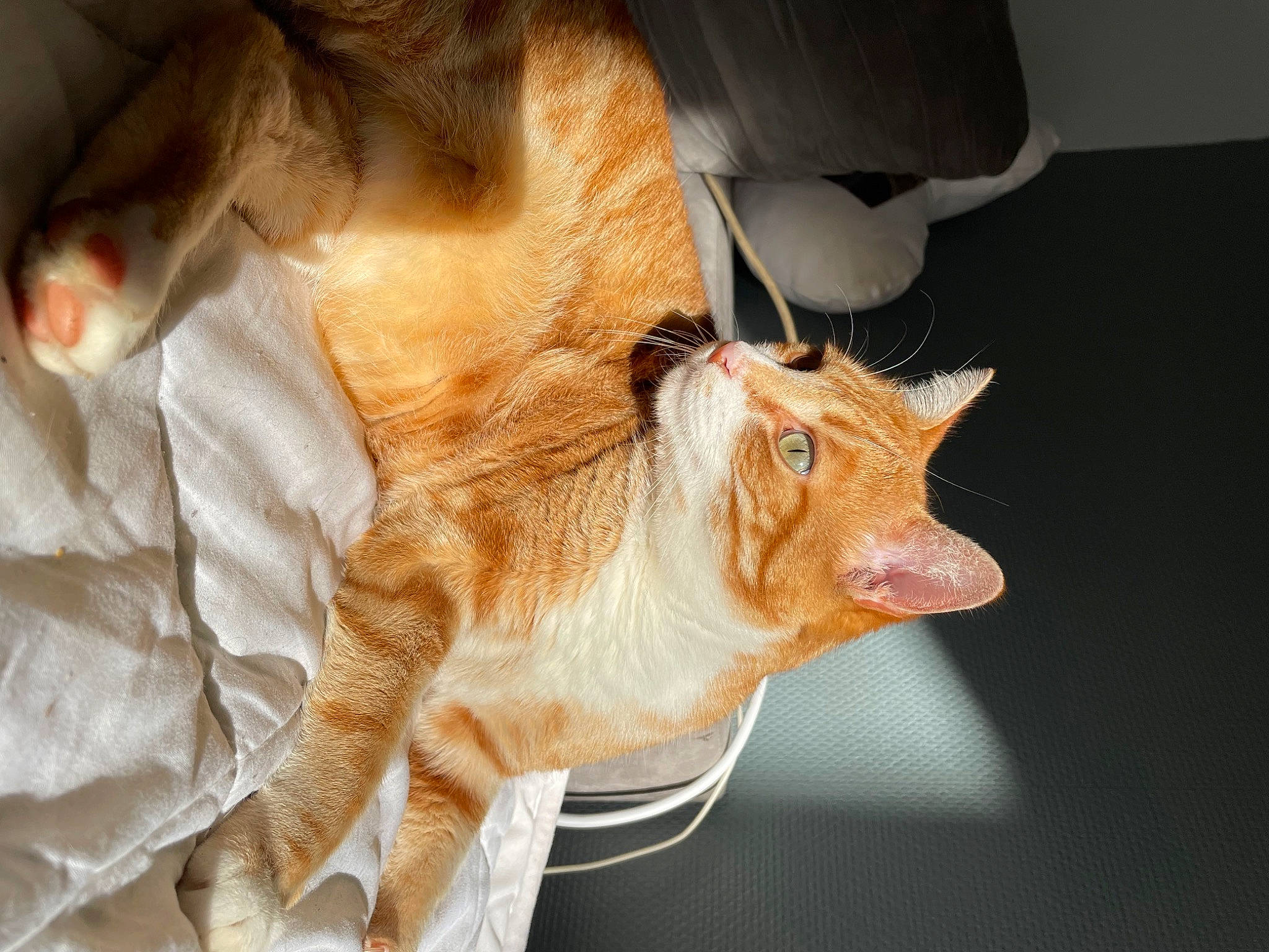 Tigrou a rejoint le concours — aidez-le/la à gagner de superbes lots ! carnivore, cat, claw, comfort, devon_rex, domestic_short_haired_cat, ear, fawn, felidae, fur, hat, human_leg, orange, paw, small_to_medium_sized_cats, snout, tail, whiskers, window, wood