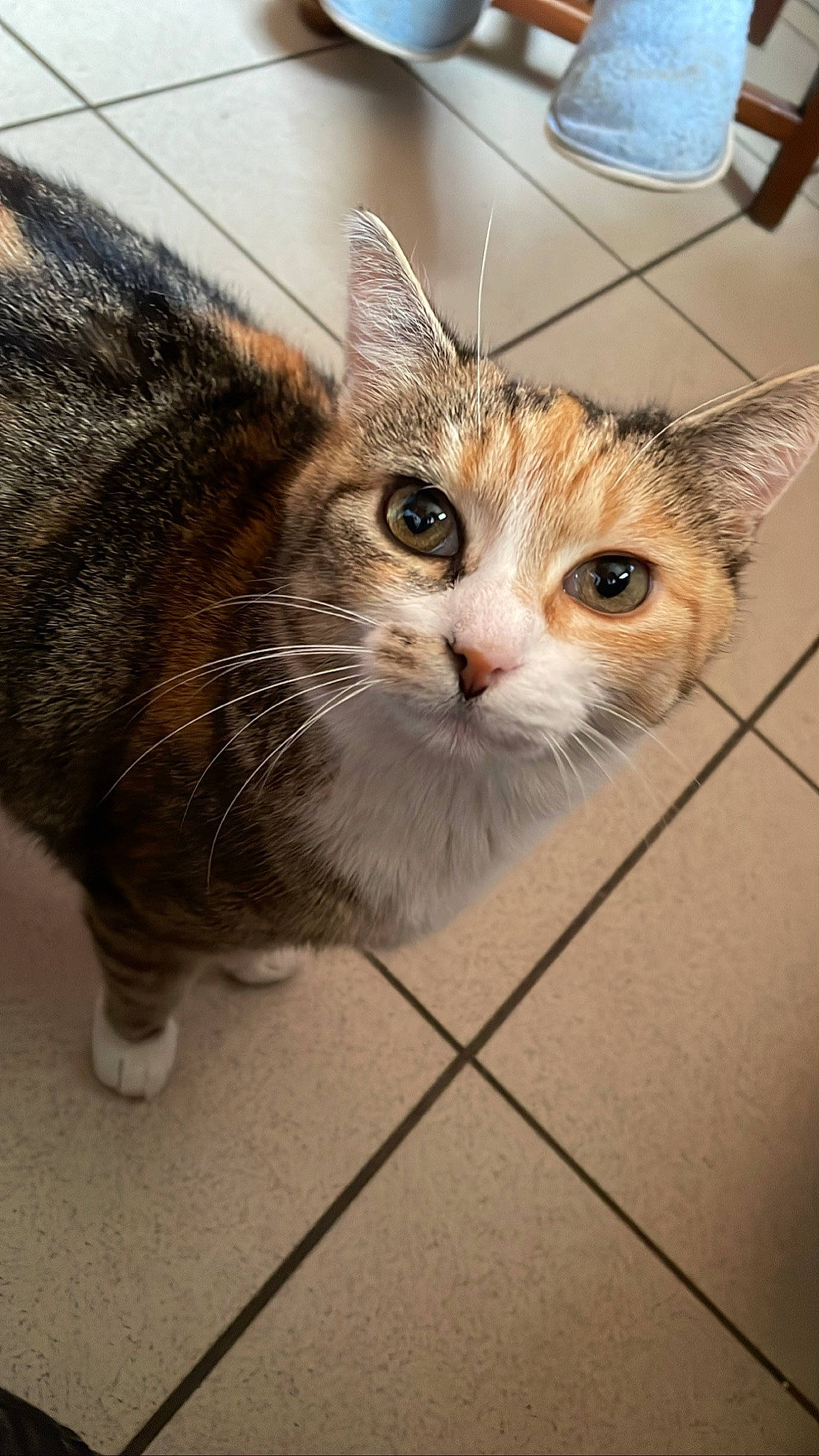 Malow a rejoint le concours — aidez-le/la à gagner de superbes lots ! carnivore, cat, claw, domestic_short_haired_cat, door, ear, felidae, floor, flooring, fur, paw, small_to_medium_sized_cats, snout, tail, terrestrial_animal, whiskers, window, wood