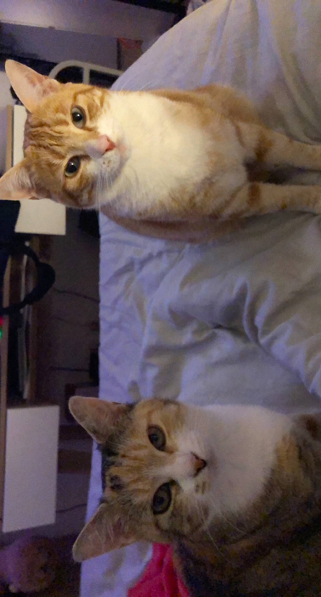 Malow participe au concours pour gagner de l'argent avec cette photo : carnivore, cat, claw, comfort, couch, domestic_short_haired_cat, ear, eye, fawn, felidae, fur, gesture, head, mammal, paw, small_to_medium_sized_cats, snout, tail, vertebrate, whiskers