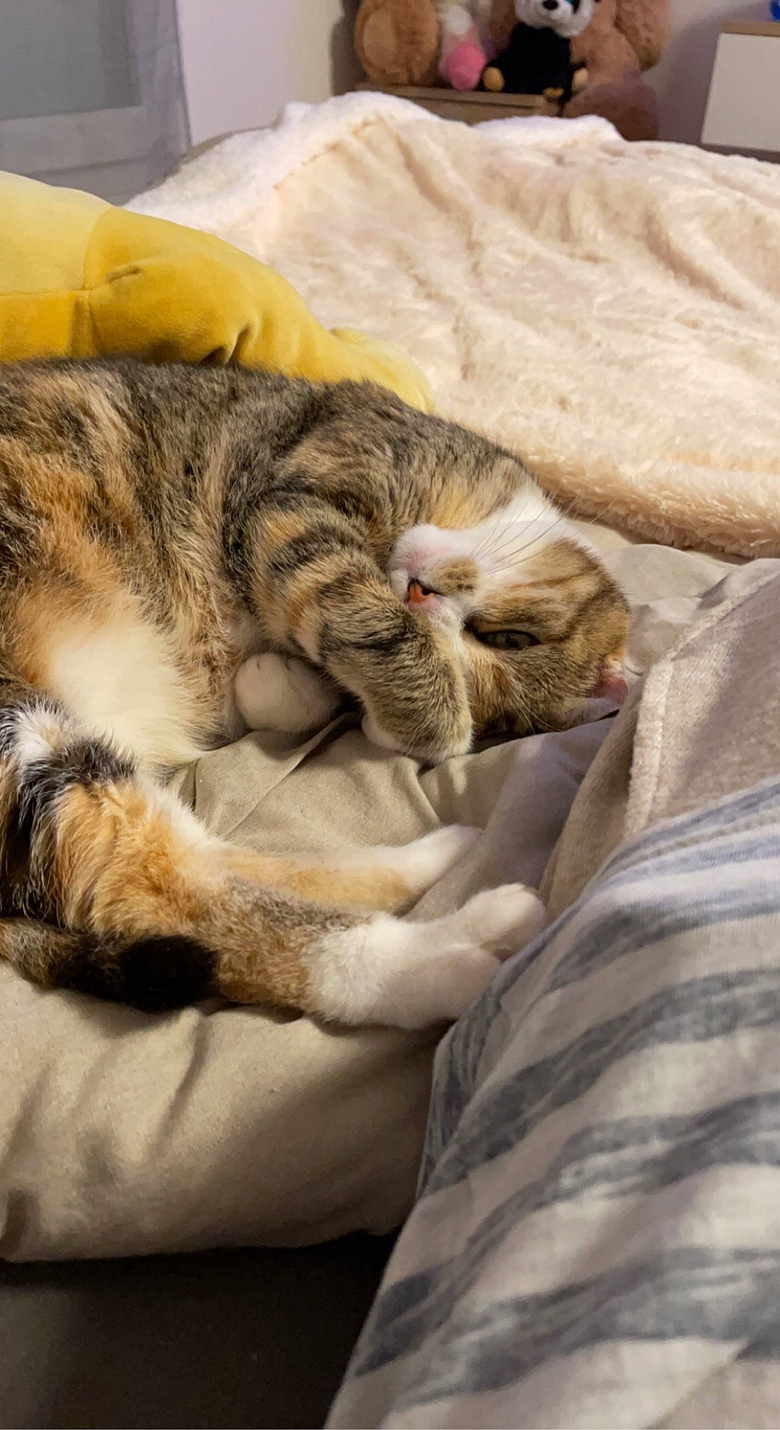 Malow a rejoint le concours — aidez-le/la à gagner de superbes lots ! bed, carnivore, cat, claw, comfort, domestic_short_haired_cat, fawn, felidae, fur, grass, linens, nap, paw, small_to_medium_sized_cats, snout, tail, terrestrial_animal, textile, whiskers, wildlife