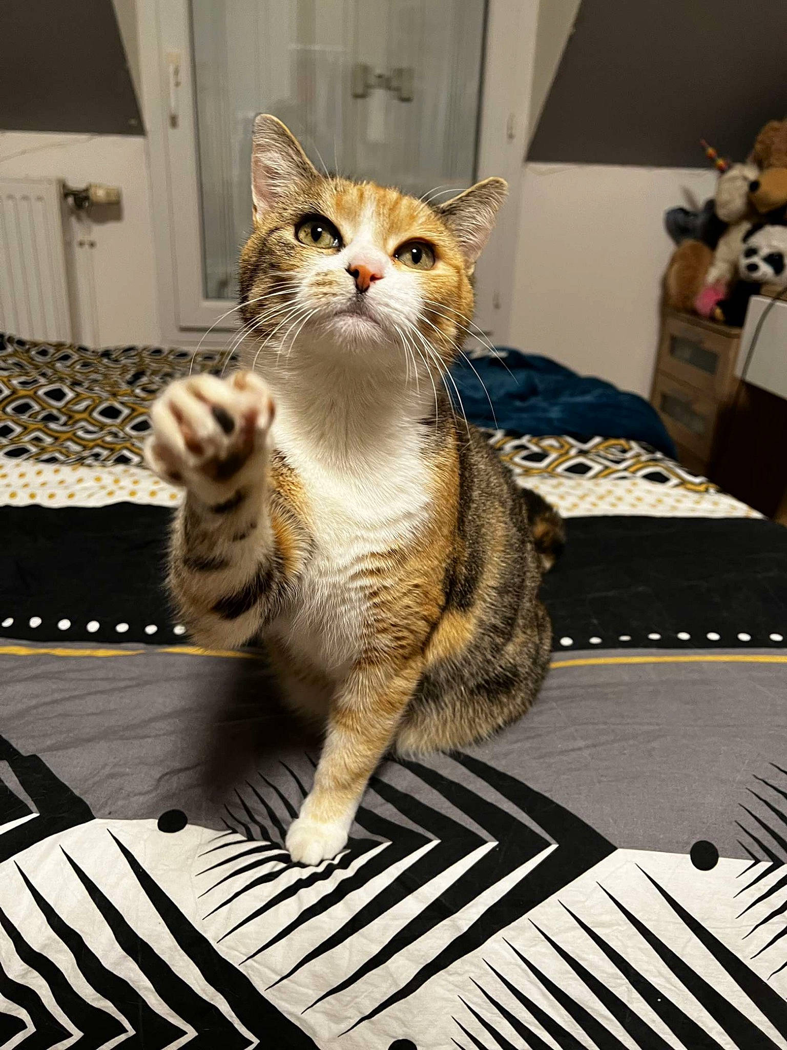 Malow a rejoint le concours — aidez-le/la à gagner de superbes lots ! carnivore, cat, claw, comfort, domestic_short_haired_cat, eye, felidae, foot, fur, linens, paw, sitting, small_to_medium_sized_cats, snout, stuffed_toy, tail, terrestrial_animal, toy, whiskers