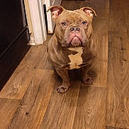 Snoop joined the competition — help win amazing prizes! animal, brown_dog, canine, companion, dog, domestic, ears, expression, flooring, front_paws, fur, house, indoor, looking_at_camera, mammal, pet, portrait, room, sitting, wooden_floor