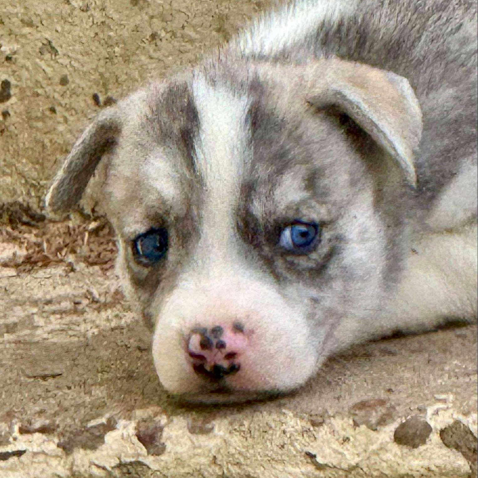 Ella is registered to the contest to win money with this photo: animal, blue_eyes, canine, close_up, cute, dog, ears, earthy_background, expression, fur, lying_down, nose, outdoor, pet, portrait, puppy, resting, sad_look, texture, young