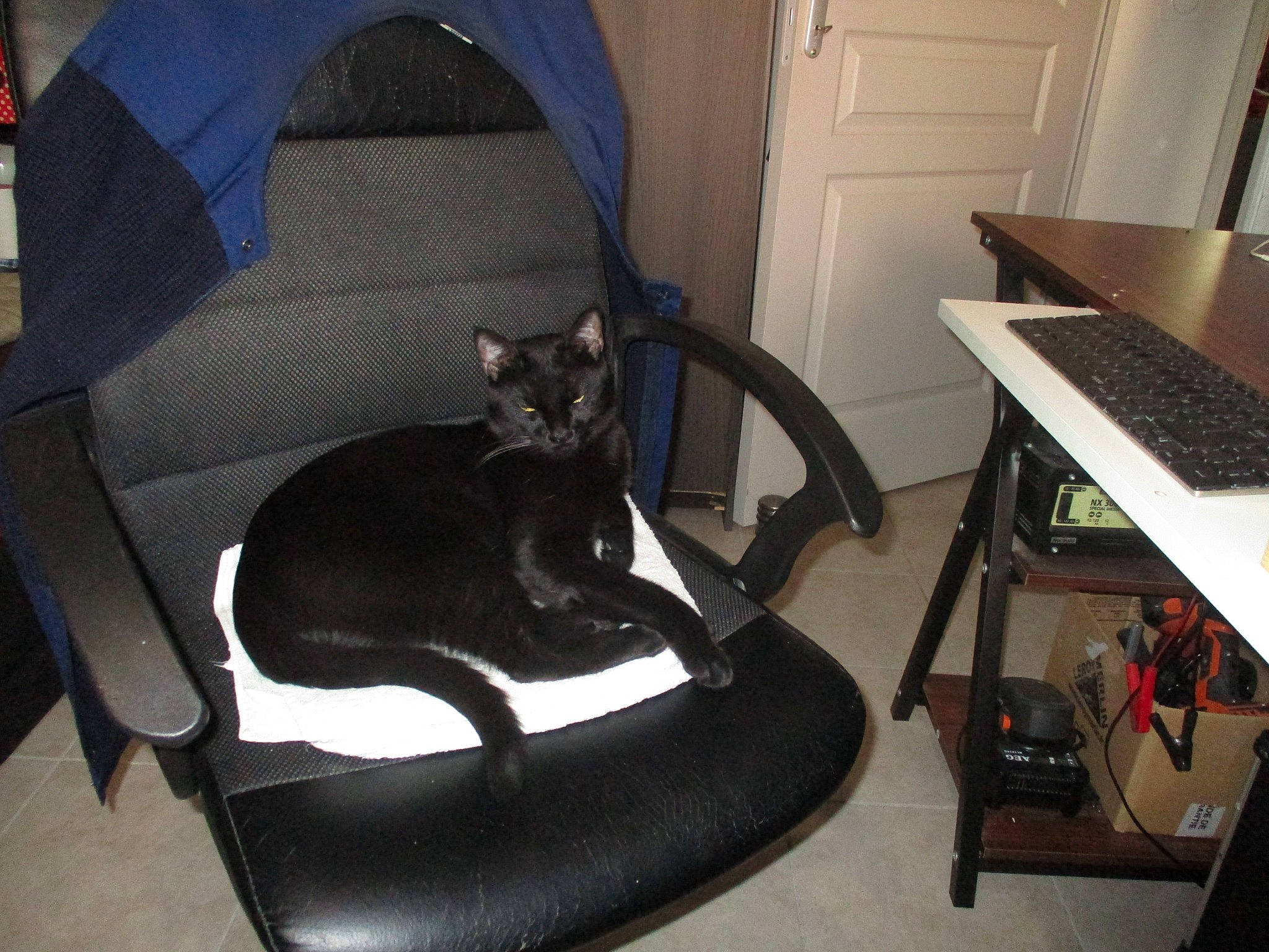 Billy participe au concours pour gagner de l'argent avec cette photo : armrest, black_cat, carnivore, cat, chair, comfort, desk, felidae, flooring, furniture, hardwood, living_room, outdoor_furniture, room, sitting, small_to_medium_sized_cats, table, tail, whiskers, writing_desk