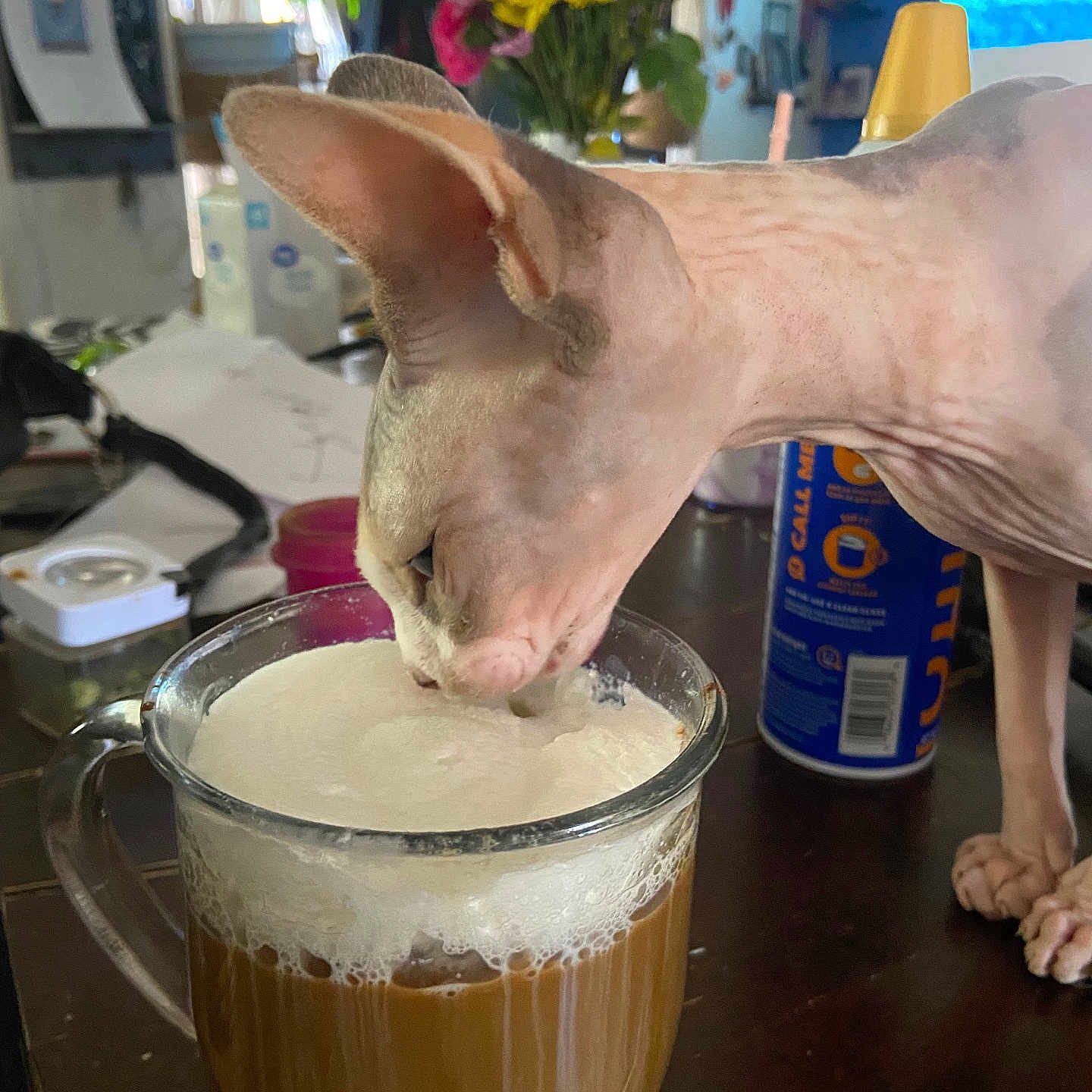 Betty Blue joined the competition — help win amazing prizes! animal, beverage, can, cat, coffee, coffeecup, computerhardware, cooking, cream, cup, dessert, electronics, food, hardware, icing, meal, monitor, pet, screen, tin