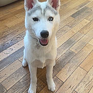 Astra is registered to the contest to win money with this photo: animal, canine, collar, cute, dog, domestic, ears, flooring, happy, house, husky, indoor, looking_up, one_blue_eye, pet, puppy, sitting, smiling, wooden_floor, young