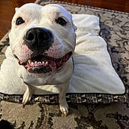 Kali joined the competition — help win amazing prizes! dog, white_dog, pet, smiling, happy, indoor, carpet, mat, animal, canine, fur, nose, teeth, floor, close_up, cute, friendly, domestic, companionship, playful