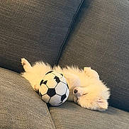 Coco is registered to the contest to win money with this photo: animal, couch, cozy, cute, dog, domestic_animal, fluffy, furry, home, indoor, nap, pet, puppy, relaxed, resting, sleeping, soccer_ball, sofa, toy, white