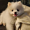 dog, puppy, pomeranian, fluffy, white, cute, indoor, smiling, tongue_out, pet, animal, canine, young, fur, small, cozy, blanket, happy, eyes, nose