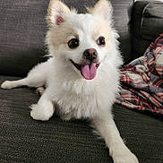 Benu joined the competition — help win amazing prizes! animal, companion, couch, cute, dog, domestic, ears, fluffy, friendly, fur, happy, indoor, paw, pet, plaid_blanket, relaxed, small_dog, smiling, tongue_out, white_dog