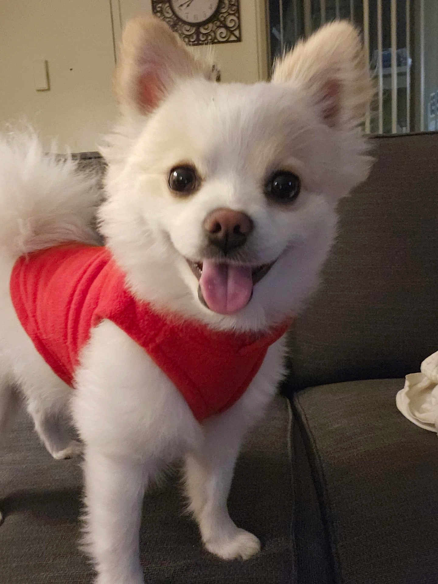 Benu joined the competition — help win amazing prizes! dog, white_dog, pet, indoor, couch, red_sweater, happy, tongue_out, fluffy, small_dog, smiling, domestic_animal, fur, canine, animal, household, cozy, portrait, cute, friendly