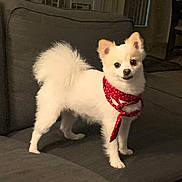Benu is registered to the contest to win money with this photo: dog, white_dog, bandana, red_bandana, polka_dot, pet, couch, indoor, living_room, fur, small_dog, alert, cute, companion, animal, standing, looking, domestic, canine, home